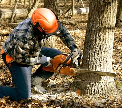 Tree Removal in Coral, MI